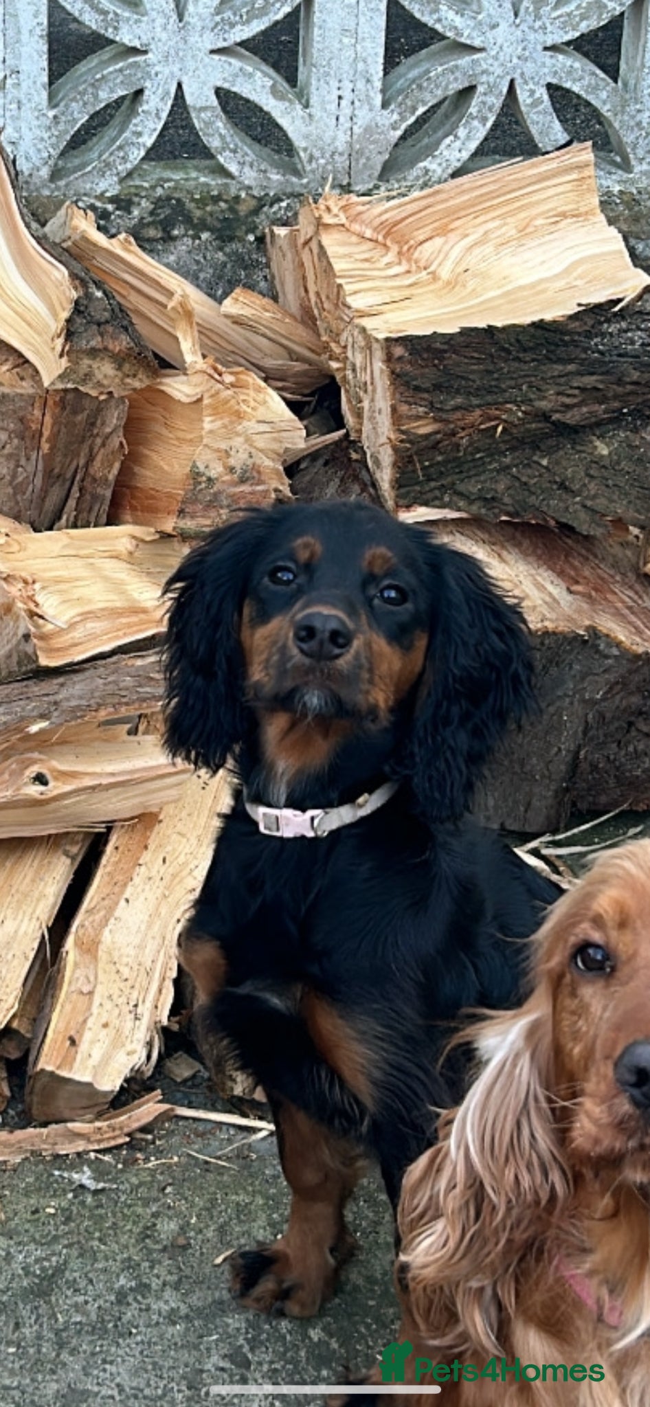 Cocker Spaniel dogs Cocker Spaniel litter due 13th may - Advert 1