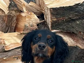 Cocker Spaniel dogs Cocker Spaniel litter due 13th may - Advert 2