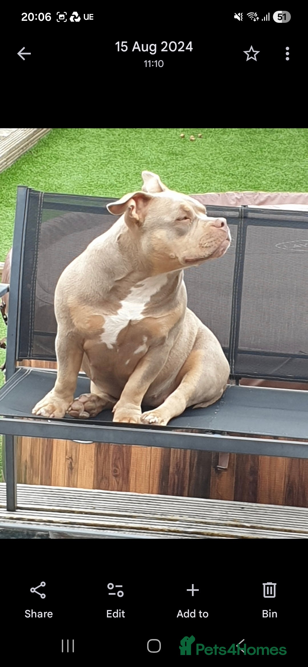 American Bully dogs for sale: ABKC LILAC TRI POCKET BULLY (2PAC&BLUEBELL)🤠LINES - Advert 6