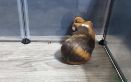 Guinea Pig rodents for sale: Male Guinea Pig - Image 2