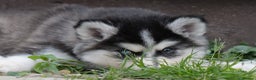 Pomsky dogs for sale: F3 Pomsky female Evie - Advert 12