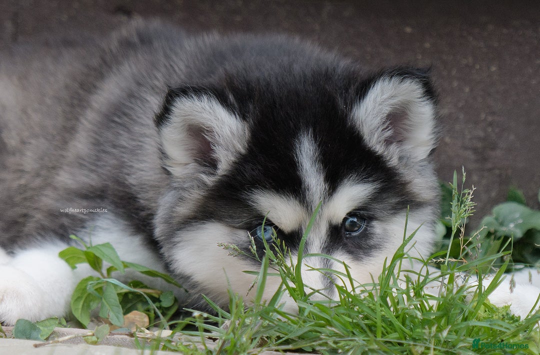 Pomsky dogs for sale: F3 Pomsky female Evie - Advert 12
