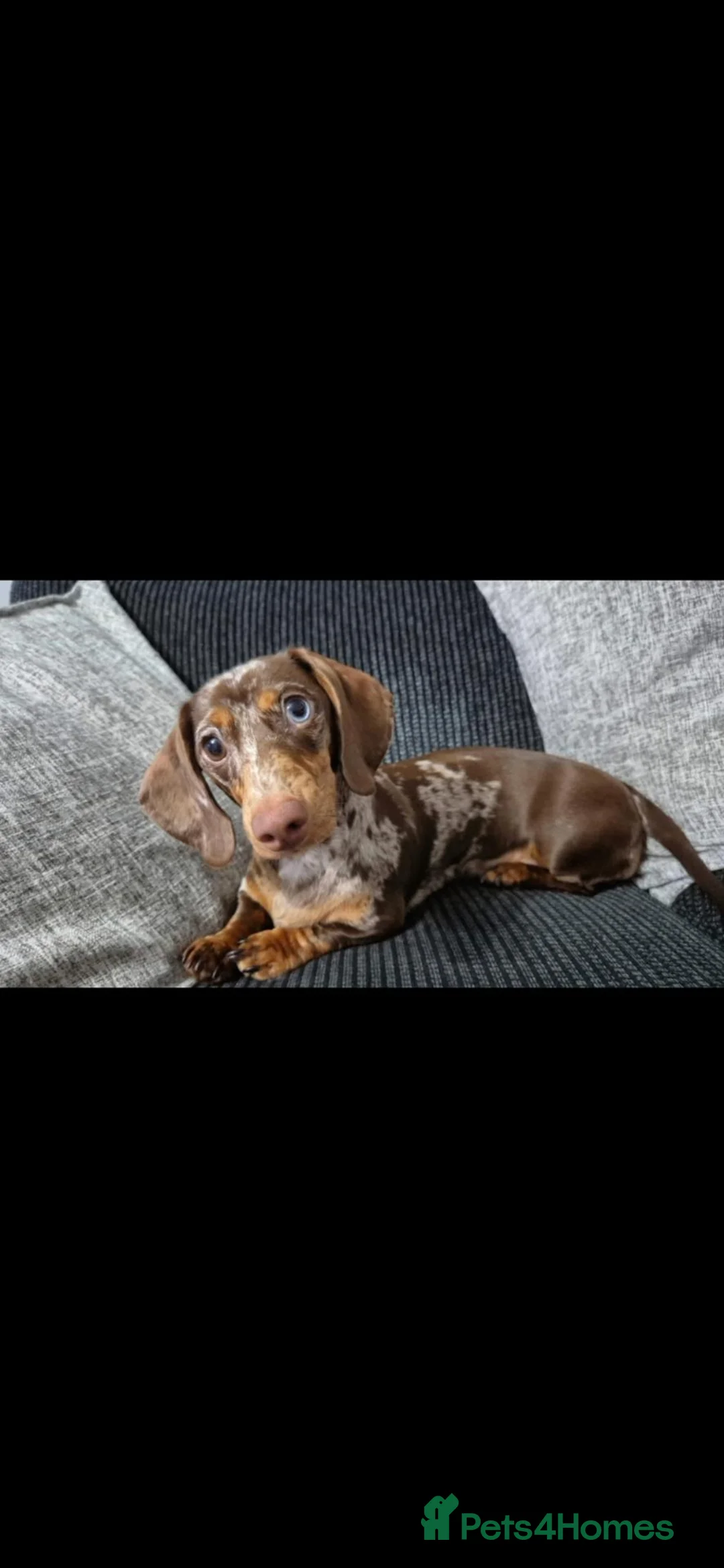 Miniature Dachshund dogs for sale: Loving forever home for Molly - Advert 2