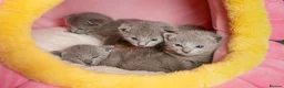 Russian Blue cats for sale: TICA Reg Boutique Russian Blue Kittens  - Advert 26