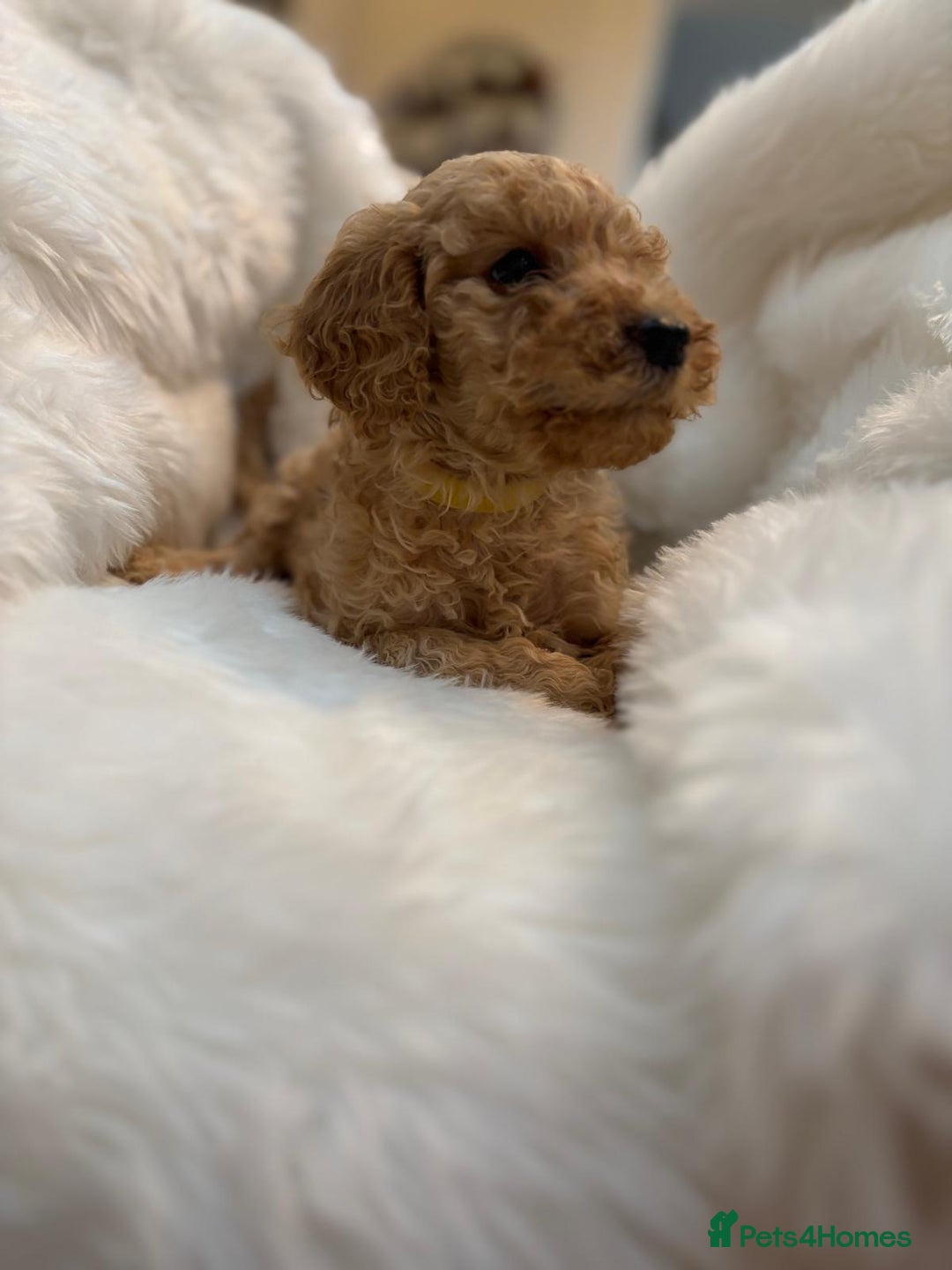 Goldendoodle dogs for sale: F1Goldendoodel puppies now ready for new home  - Advert 2