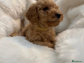 Goldendoodle dogs F1Australian Goldendoodel puppies - Advert 2