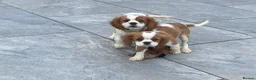 Cavalier King Charles Spaniel dogs for sale: Cavalier King Charles  - Advert 5