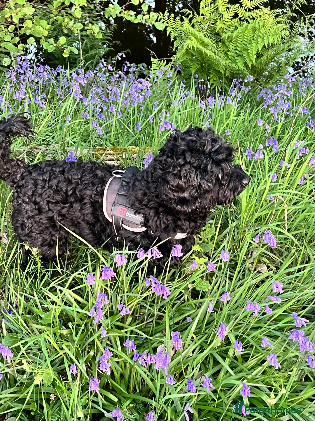 Cockapoo dogs for sale: F1 Cockapoo's - Image 17