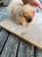 Guinea Pig rodents Pure bred California & Swiss guineapigs - Advert 1