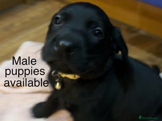 Labrador Retriever dogs Fully Health Tested Outstanding KC Reg Puppies - Advert 12