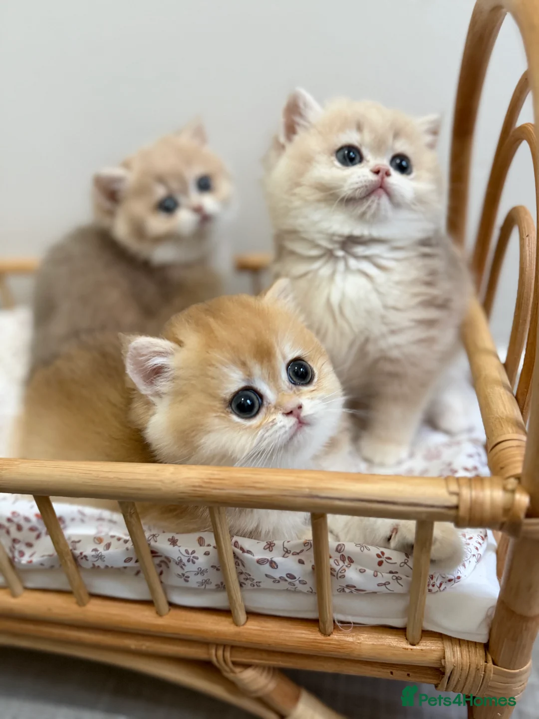 British Shorthair cats for sale: Golden Blue British Shorthair kittens - Advert 5