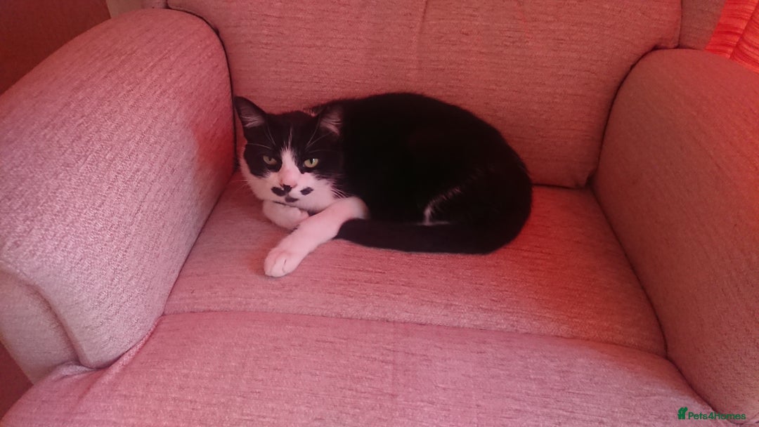 British Shorthair cats for sale: Cheshire Kittens  - Advert 3