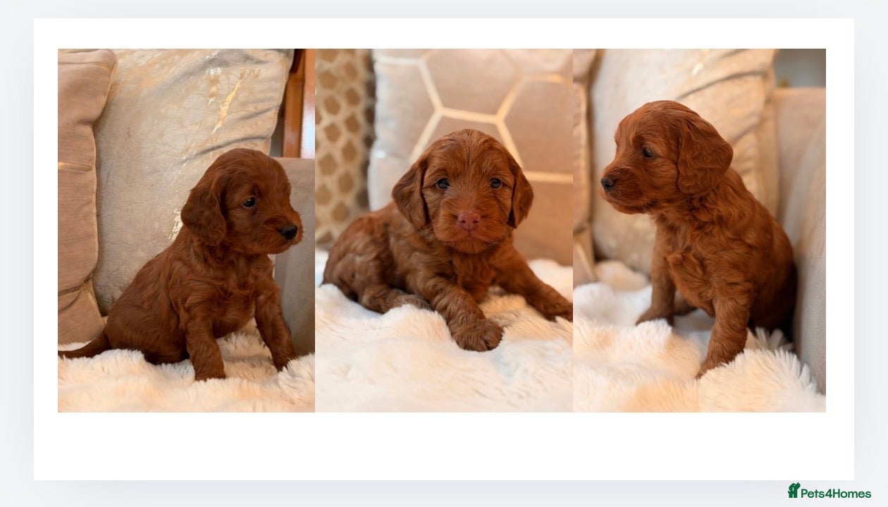 Cockapoo dogs for sale: ** RARE MAHOGANY RED F1 TOY COCKAPOO GIRL PUPS ** - Advert 1