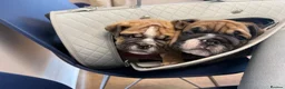 English Bulldog dogs for sale: Ronnie & Reggie 2 Bulldog Pups - Advert 3