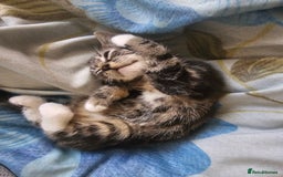 Munchkin cats for sale: Cute addorable kitten ready to leave immediately  in London - Image 26