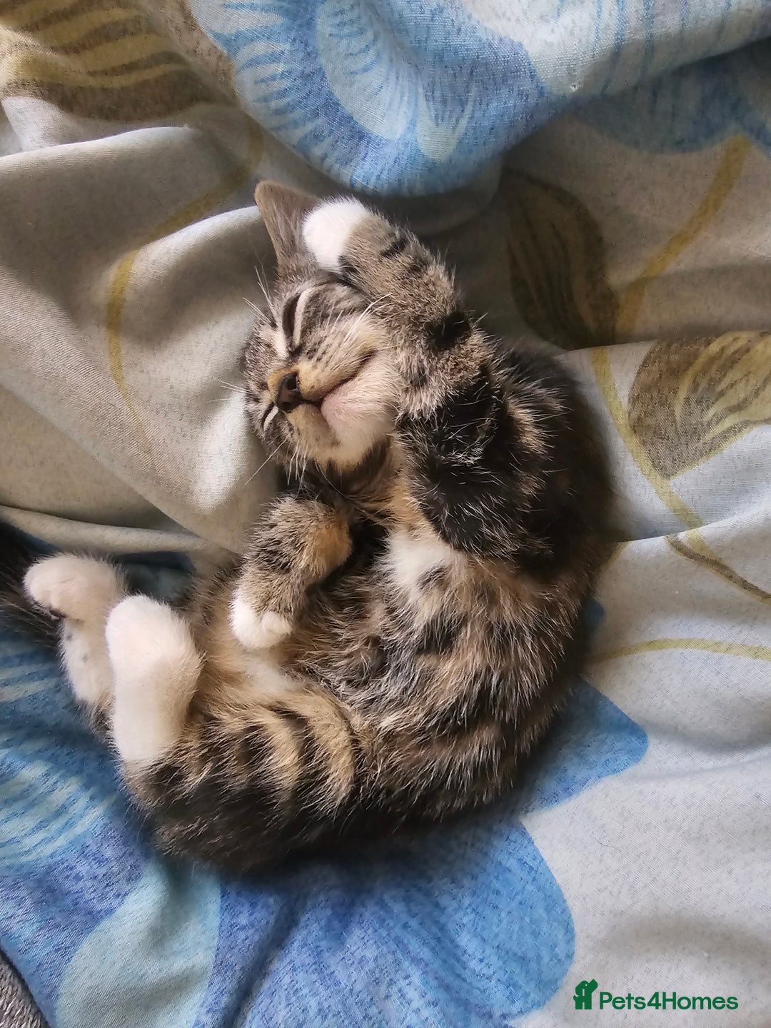 Munchkin cats for sale: Cute addorable kitten ready to leave immediately  in London - Image 26
