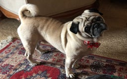 Pug dogs for stud: Champion Bloodline Male Pug Available for Breeding - Image 3