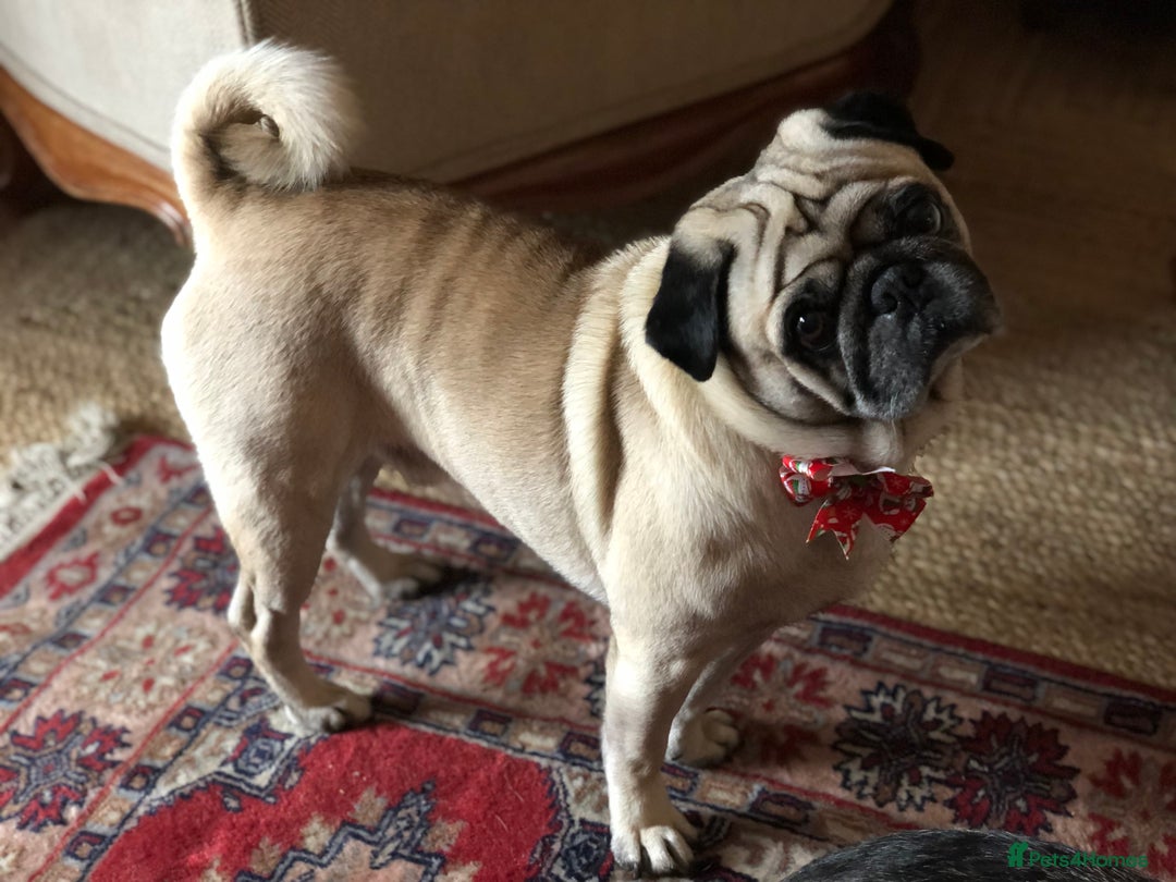 Pug dogs for stud: Champion Bloodline Male Pug Available for Breeding - Image 3