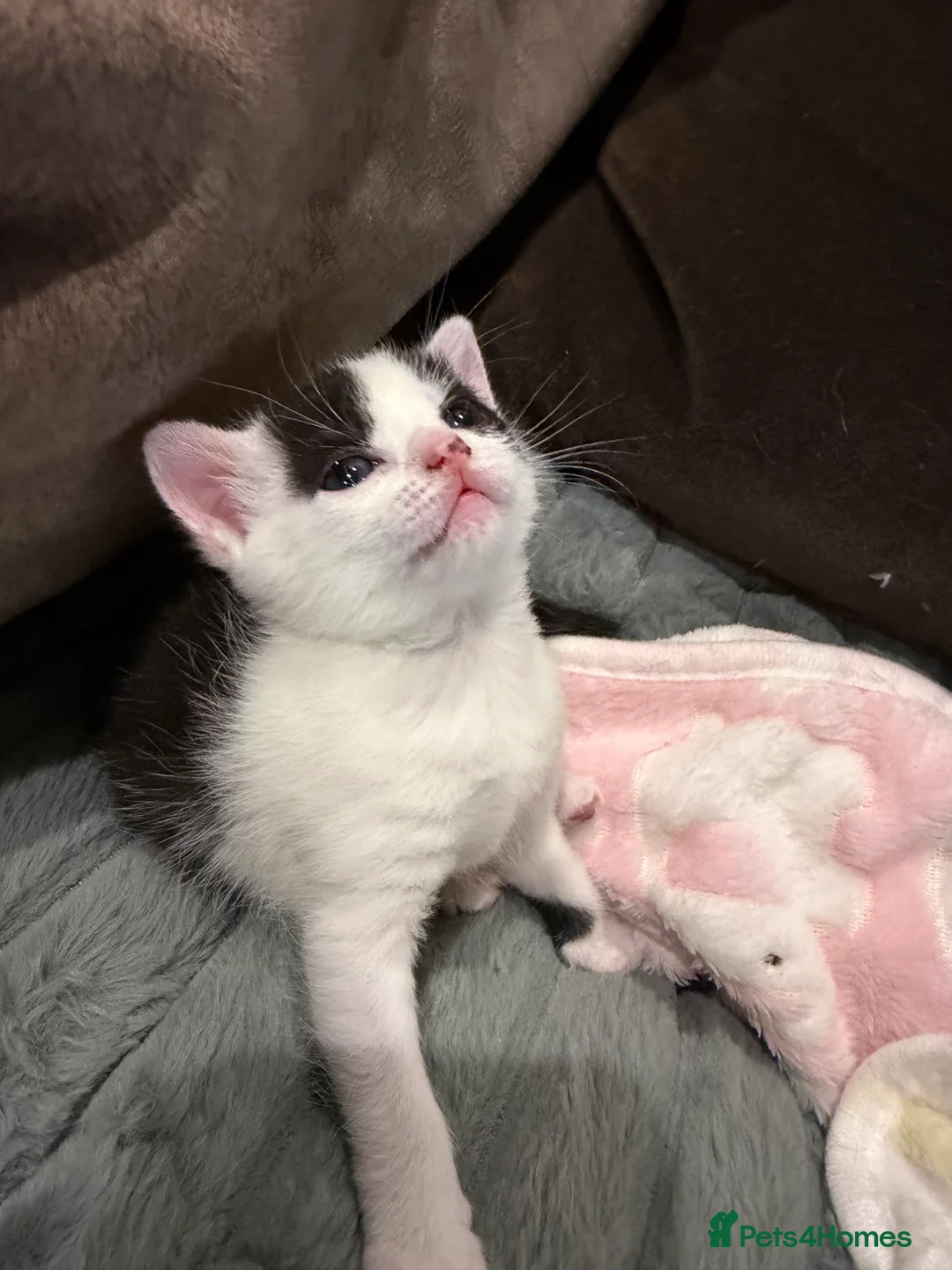 Domestic Shorthair cats for sale: Beautiful Healthy Kittens & Young Mother Cat - Advert 8