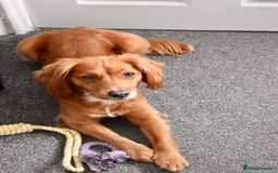 Cocker Spaniel dogs for sale: Forever sofa for Charlie  - Image 3