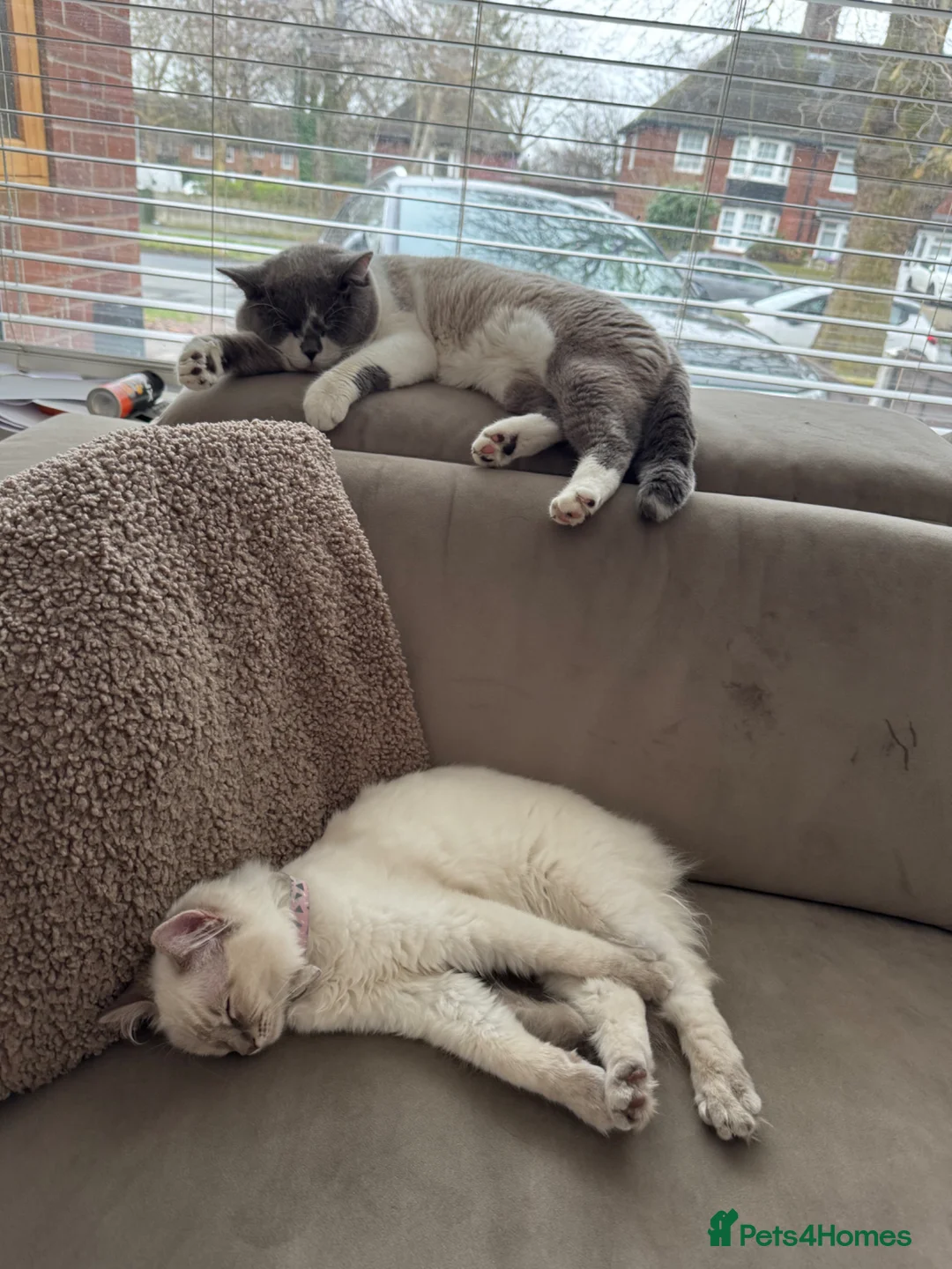Ragdoll cats for sale: Beautiful Ragdoll / British shorthair kittens - Advert 7