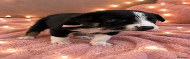 Border Collie 5