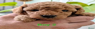 Puppy 2