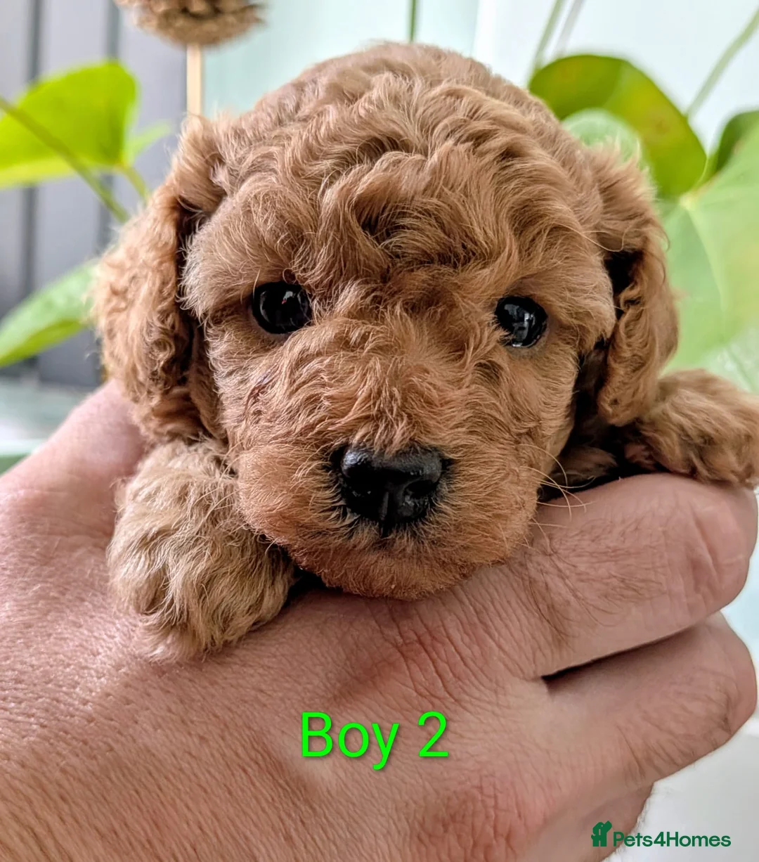 Toy Poodle dogs for sale: Stunning K. C reg Toy Poodle Puppies - Advert 26