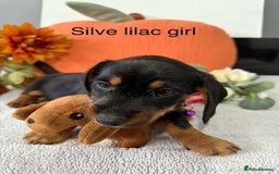 Miniature Dachshund dogs for sale: stunning litter of dachshunds - Image 5