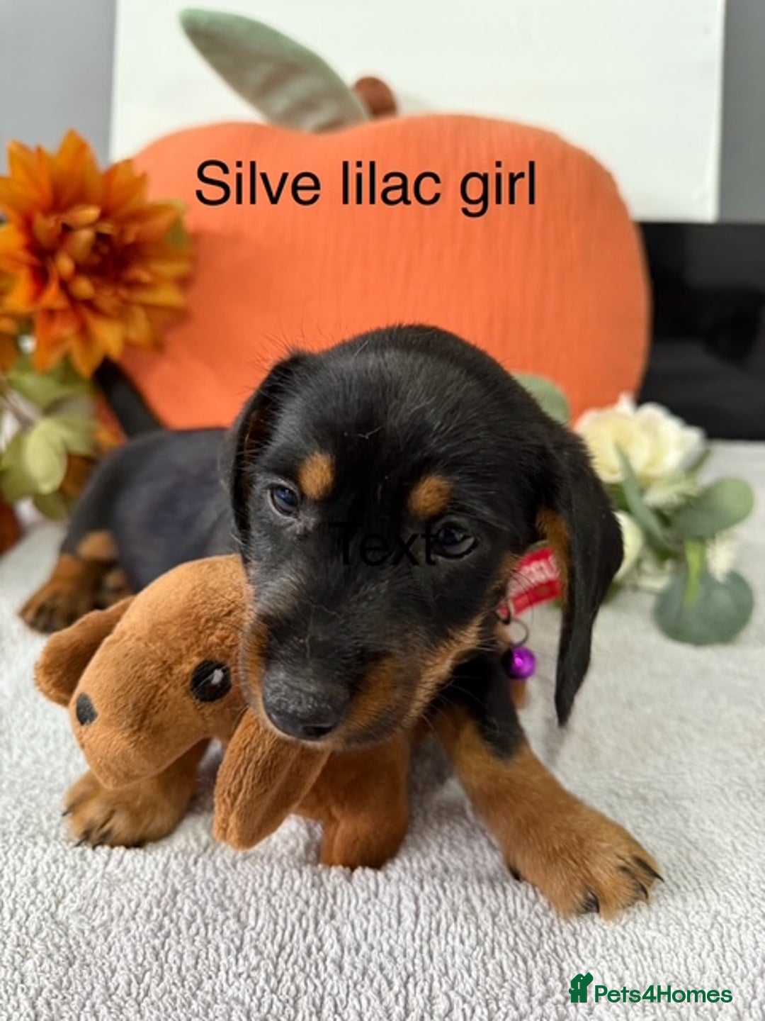 Miniature Dachshund dogs for sale: stunning litter of dachshunds - Image 5
