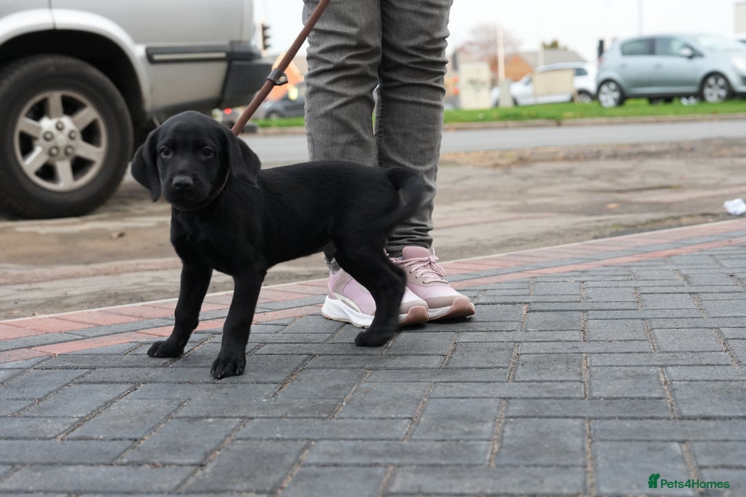 Labrador Retriever dogs for sale: Labrador puppies 2 male black KC reg - Image 3