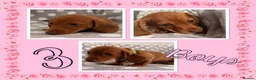 Miniature Dachshund dogs for sale: Miniature Dachshund Puppies - Advert 5