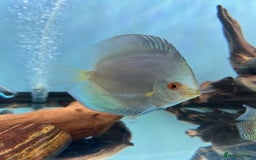 Discus fish for sale: HIGH QUALITY DISCUS £40 EACH  - Advert 10