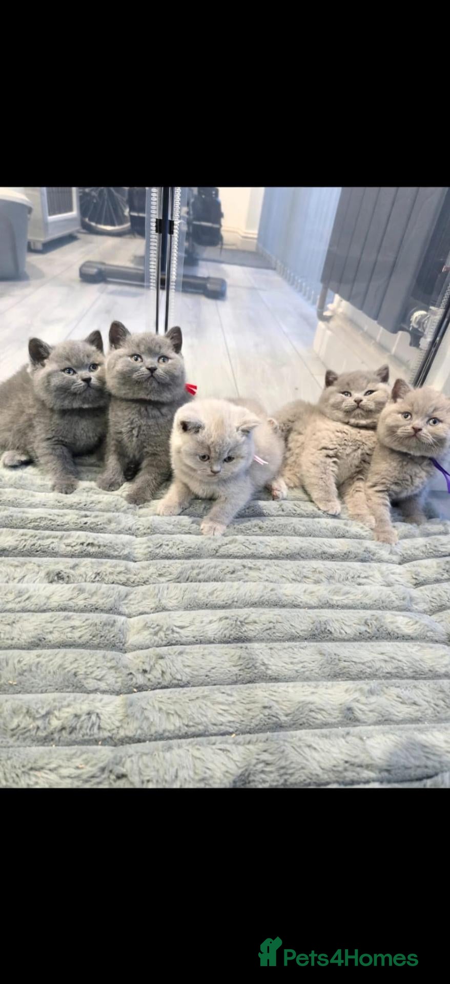 British Shorthair cats British shorthair kittens - champion bloodlines  - Advert 1