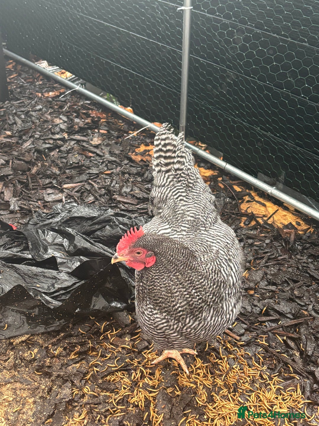 Chickens poultry for sale: Barred Plymouth Rock cockerel  - Advert 2