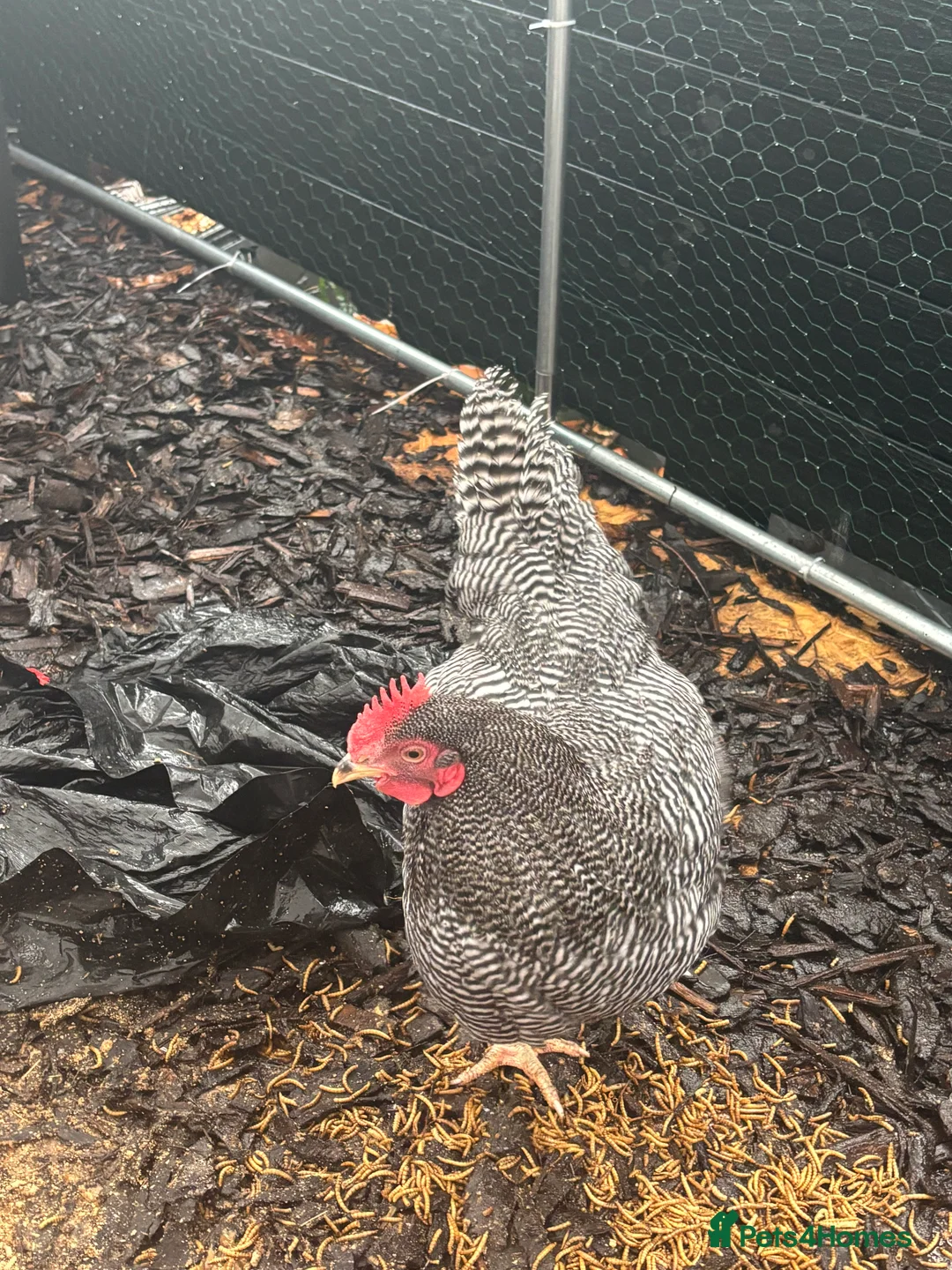 Chickens poultry for sale: Barred Plymouth Rock cockerel  - Advert 2