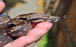 Snake reptiles for sale: Female IMG boa constrictor - Image 2