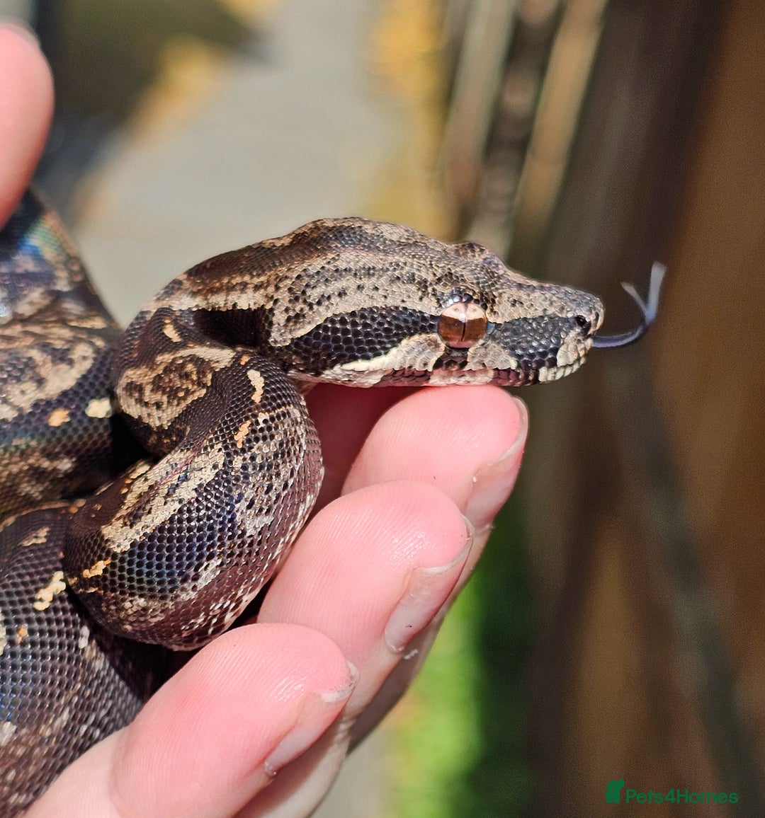 Snake reptiles for sale: Female IMG boa constrictor - Image 2