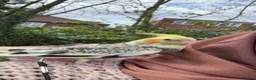 Cockatiels birds for sale: Hand-Tamed Cockatiel ❤️ - Advert 7