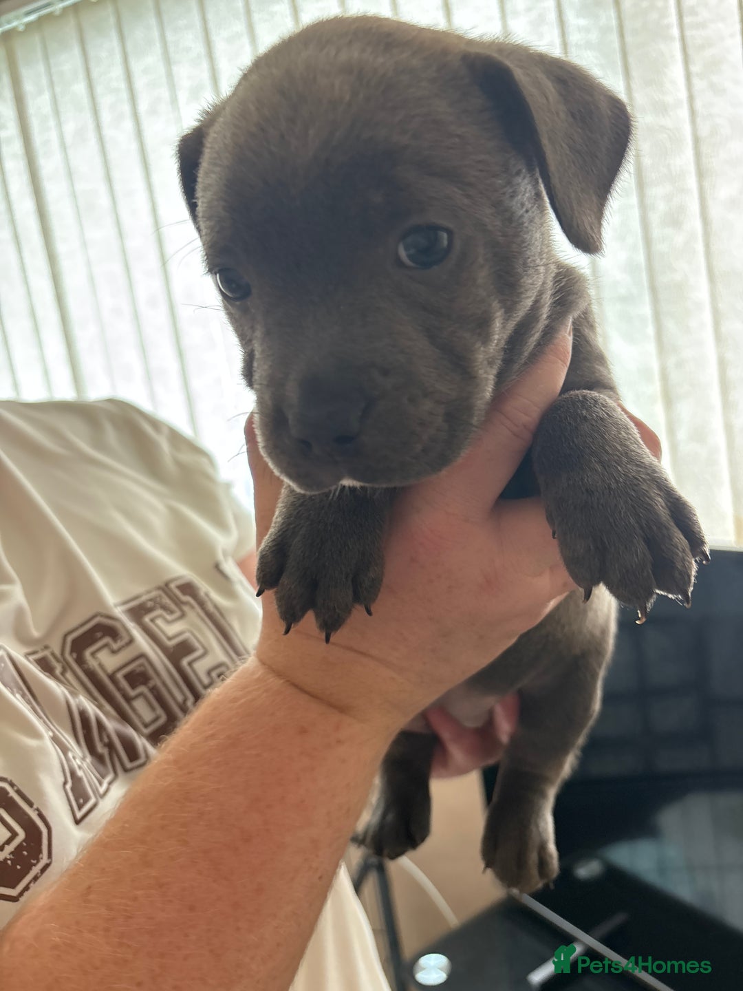 Staffordshire Bull Terrier dogs for sale: Staffordshire bull terrier puppies  - Image 17