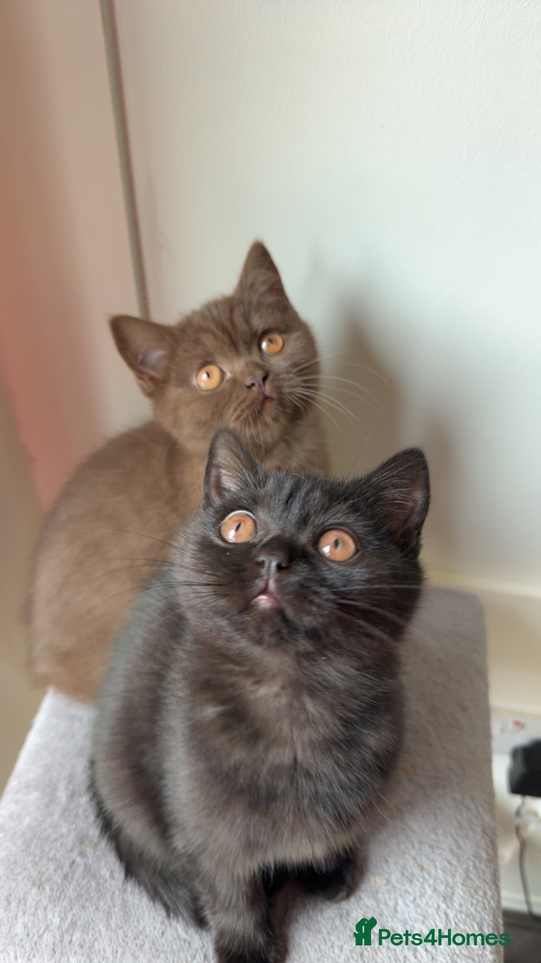 British Shorthair cats *REDUCED & ONLY 2 LEFT* British Shorthair Kittens  - Advert 1