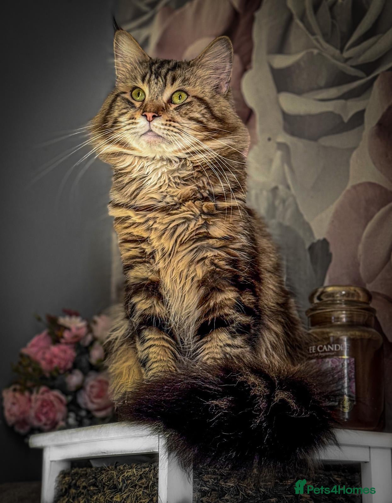 Maine Coon cats Gorgeous full breed Mainecoon kittens ready may 20 - Advert 16