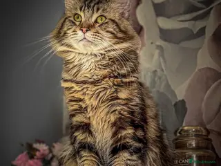 Maine Coon cats Gorgeous full breed Mainecoon kittens ready may 20 - Advert 16