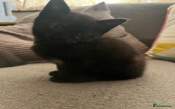 Domestic Shorthair cats for sale: Shorthair Kittens - Image 22