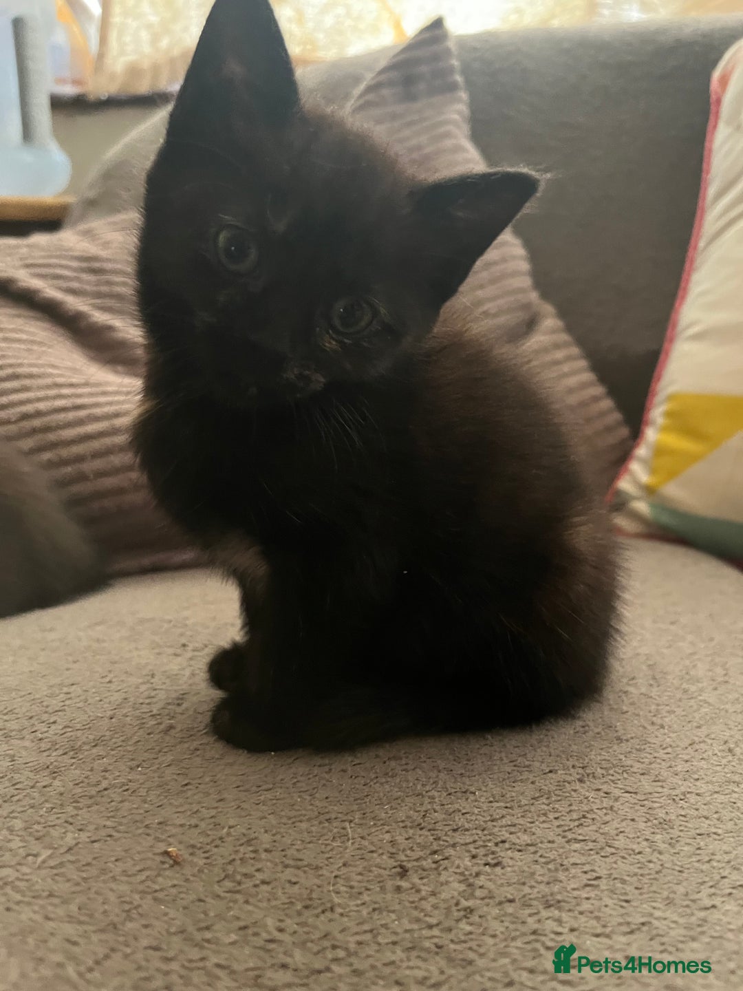 Domestic Shorthair cats for sale: Shorthair Kittens - Image 22