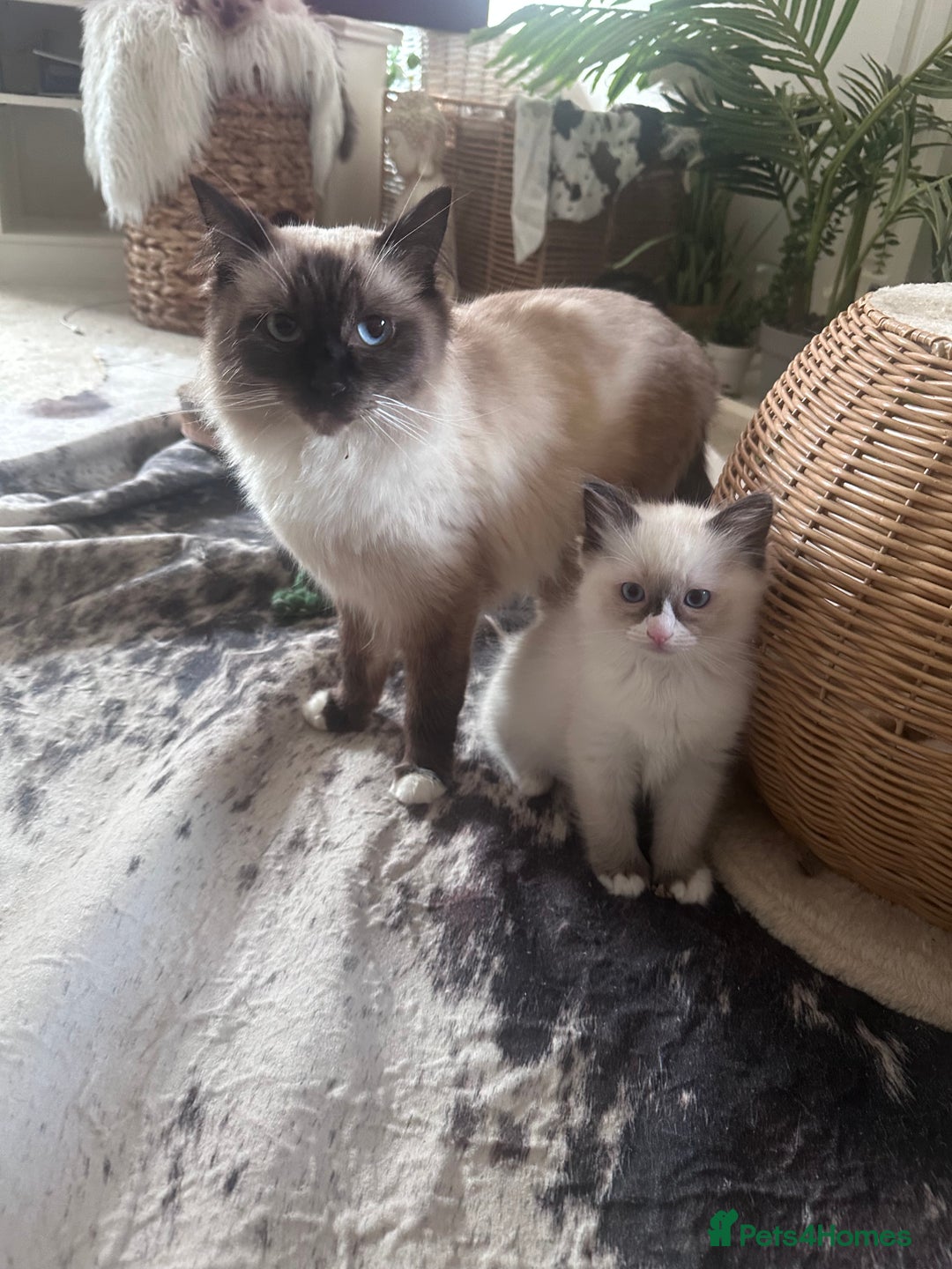 Ragdoll cats for sale: Beautiful Boy Dolls. 🐱 - Image 15