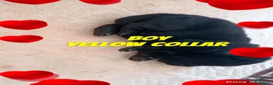 Yellow collar 