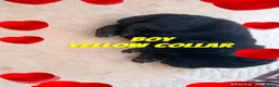 Chow Chow dogs for sale: 🐾 Adorable KC Registered Chow Chow Puppies 🐾 - Advert 5