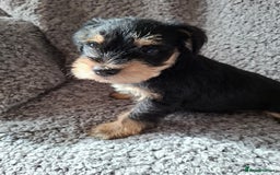 Miniature Schnauzer dogs for sale: Miniature Schnauzer beauties - Image 4