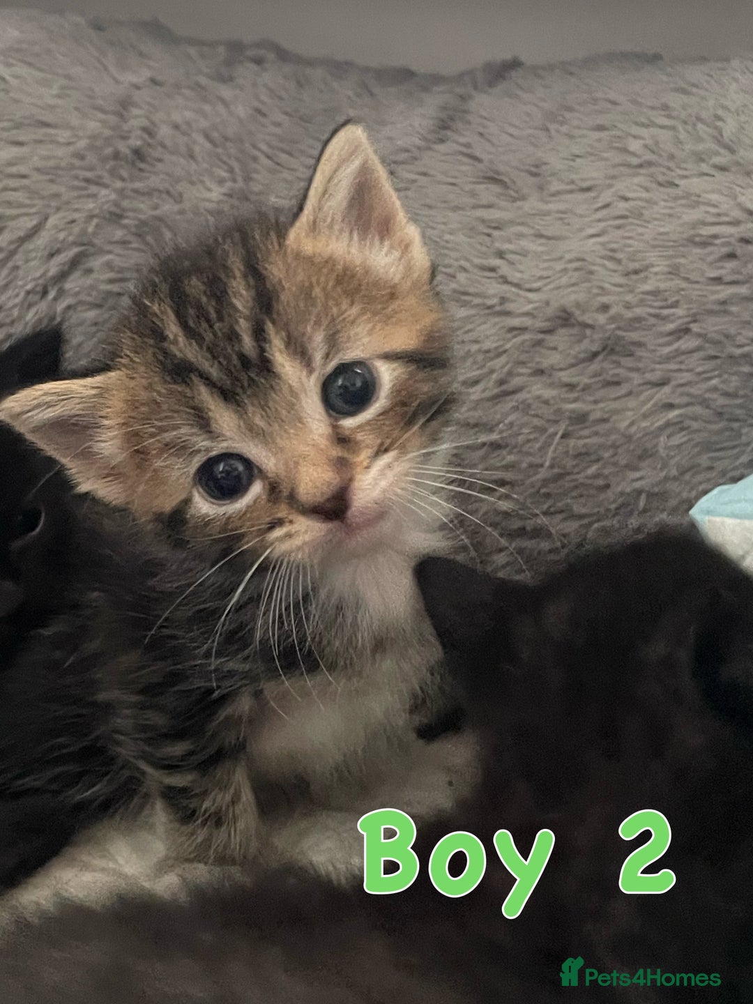 Mixed Breed cats for sale: 4 Beautiful Kitten - Advert 5